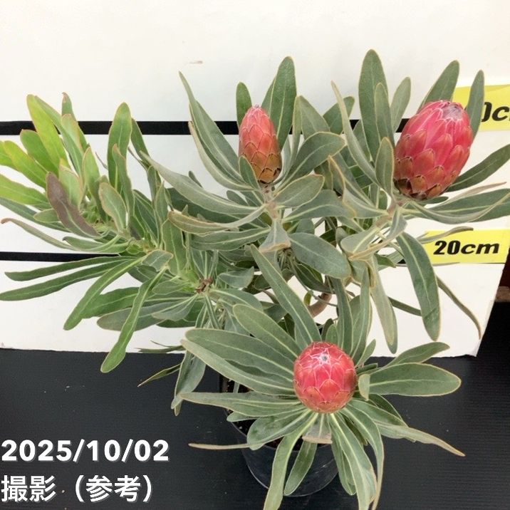 現品お届け】プロテア スペシャルピンクアイス（3花付き）6号（1