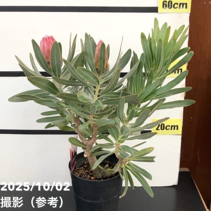 現品お届け】プロテア スペシャルピンクアイス（3花付き）6号（1