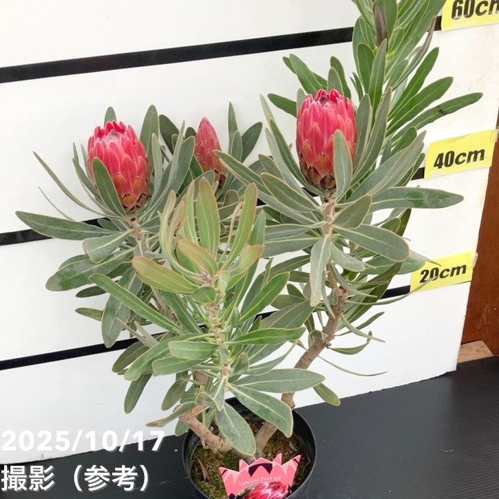 現品お届け】プロテア スペシャルピンクアイス（3花付き）6号（5