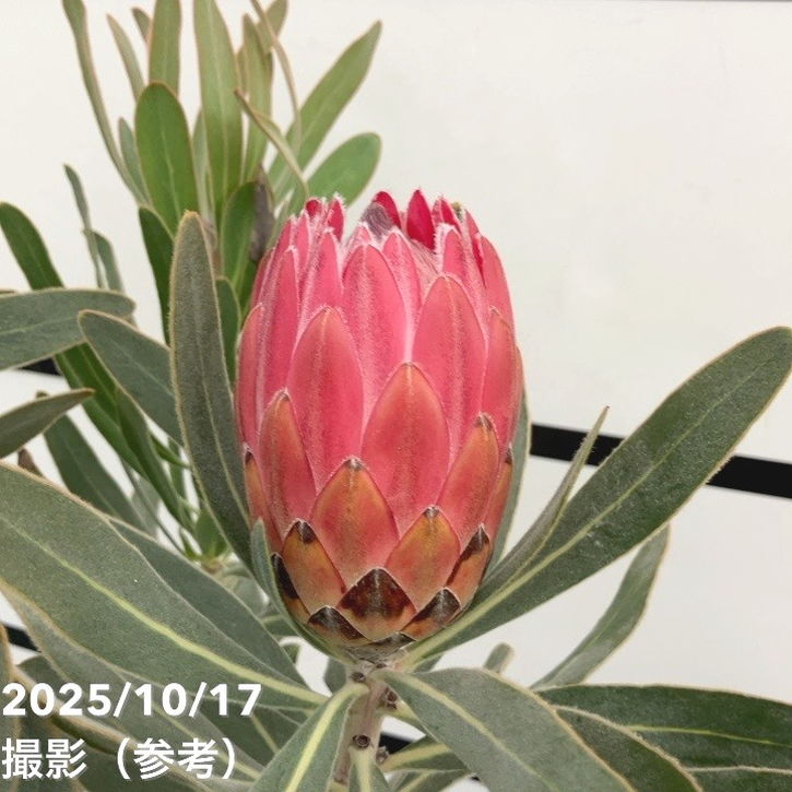 現品お届け】プロテア スペシャルピンクアイス（3花付き）6号（5