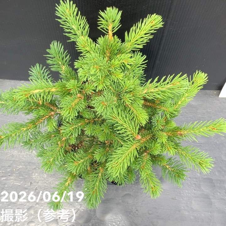 【現品お届け】真鍋庭園生産 レア品種 ピセア プンゲンス トウヒ ラッキーストライク 7号(2)|花木10-TU