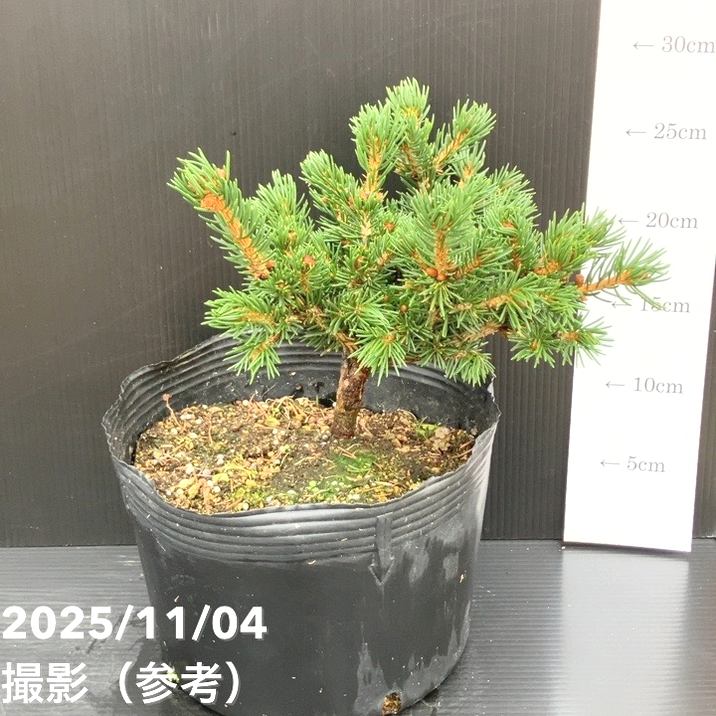 現品お届け】真鍋庭園生産 レア品種 ピセア プンゲンス トウヒ