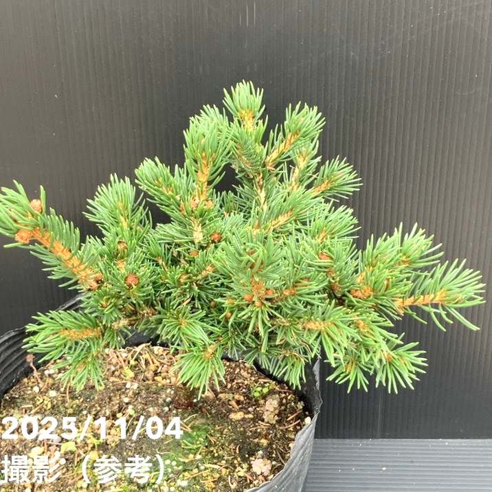 現品お届け】真鍋庭園生産 レア品種 ピセア プンゲンス トウヒ