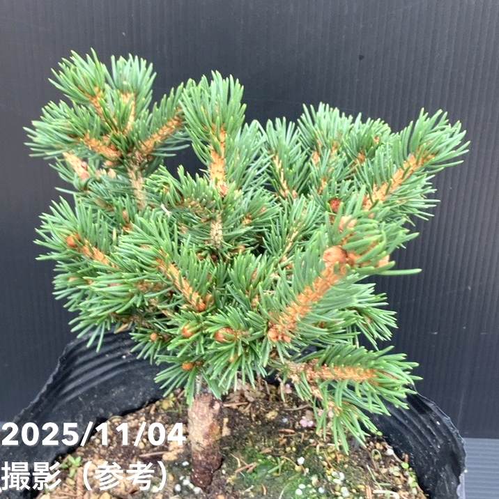 【現品お届け】真鍋庭園生産 レア品種 ピセア プンゲンス トウヒ ラッキーストライク 7号(2)|花木10-TU