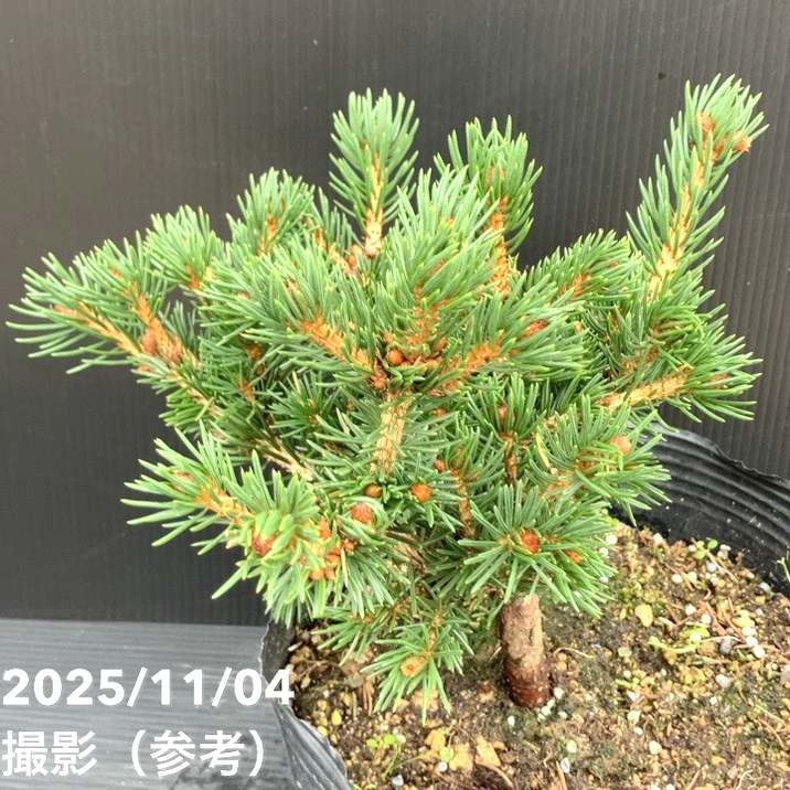 【現品お届け】真鍋庭園生産 レア品種 ピセア プンゲンス トウヒ ラッキーストライク 7号(2)|花木10-TU