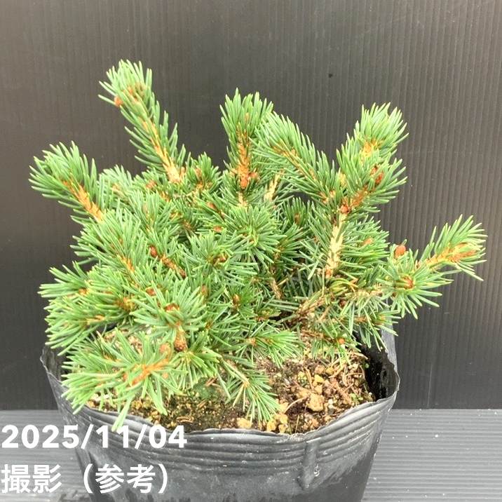 現品お届け】真鍋庭園生産 レア品種 ピセア プンゲンス トウヒ