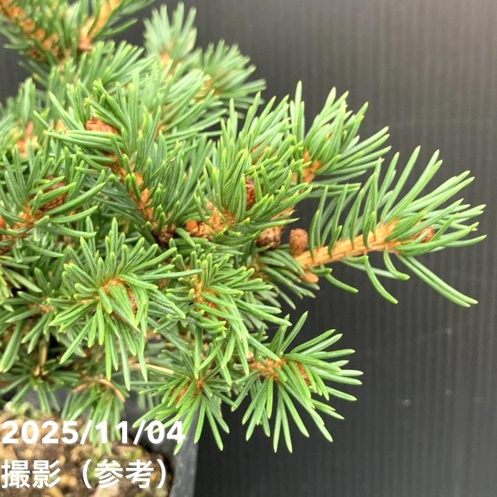 【現品お届け】真鍋庭園生産 レア品種 ピセア プンゲンス トウヒ ラッキーストライク 7号(2)|花木10-TU