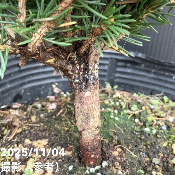 現品お届け】真鍋庭園生産 レア品種 ピセア プンゲンス トウヒ