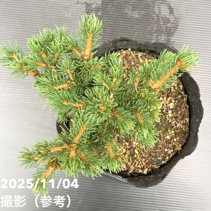 現品お届け】真鍋庭園生産 レア品種 ピセア プンゲンス トウヒ