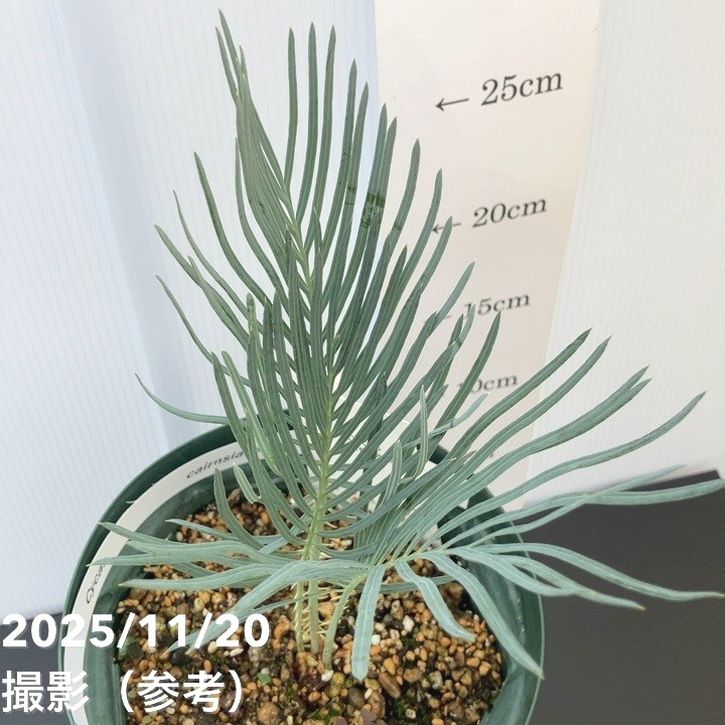 現品］【超希少】2番 ソテツ カイルンシアナブルー 8号 蘇轍 レア