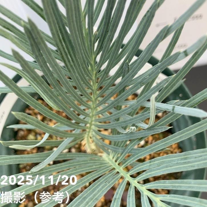 激レア！現品お届け】サイカス カイルンシアナ（ブルーソテツ）5号