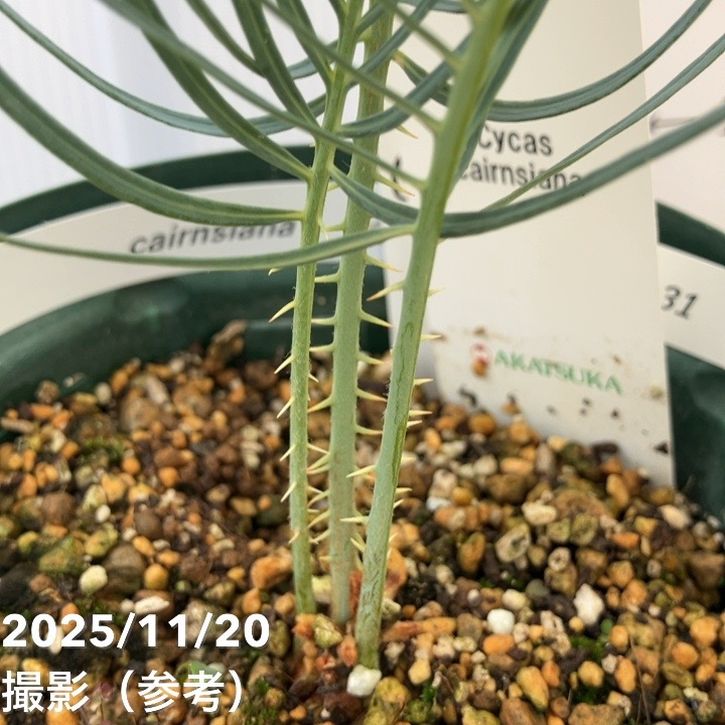 激レア！現品お届け】サイカス カイルンシアナ（ブルーソテツ）5号