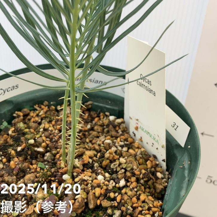 激レア！現品お届け】サイカス カイルンシアナ（ブルーソテツ）5号