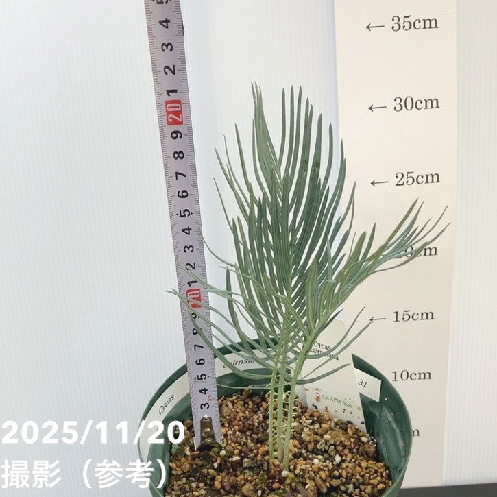 激レア！現品お届け】サイカス カイルンシアナ（ブルーソテツ）5号