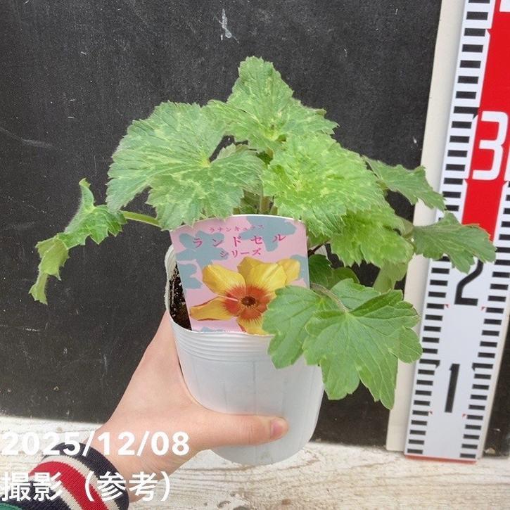 ラナンキュラス ランドセルシリーズ 3.5号 サラセレネ モノケロス PVP