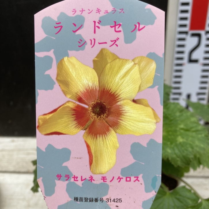 ラナンキュラス ランドセルシリーズ 3.5号 サラセレネ モノケロス PVP