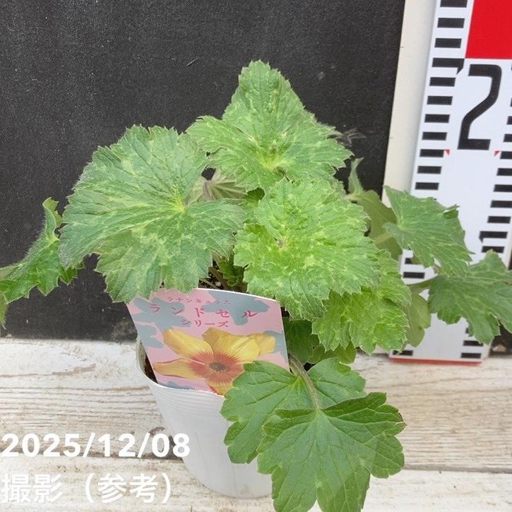 ラナンキュラス ランドセルシリーズ 3.5号 サラセレネ モノケロス PVP