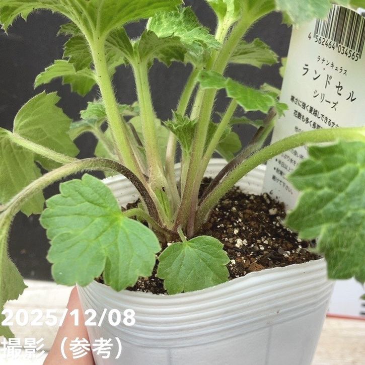 ラナンキュラス ランドセルシリーズ 3.5号 サラセレネ モノケロス PVP