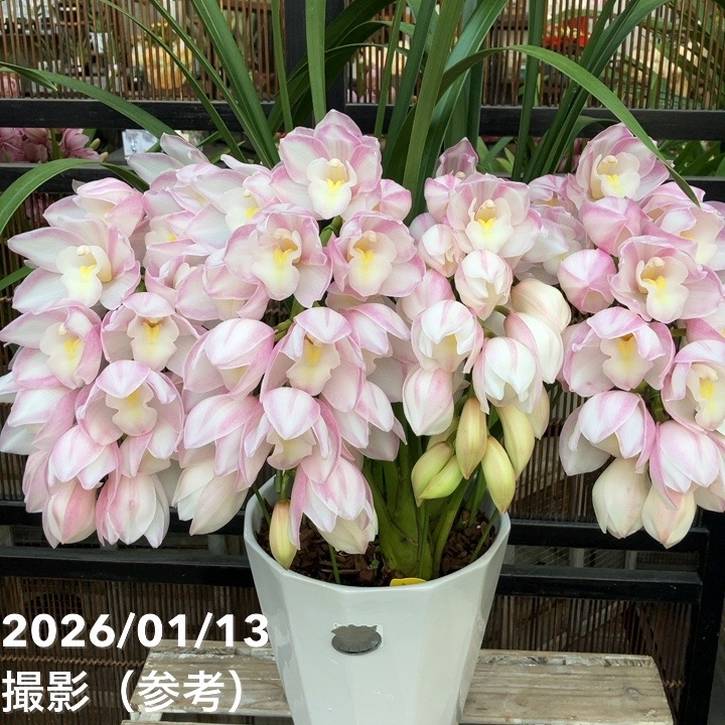 シンビジューム アーチ 7号陶器鉢 4本立 エレガントレディ PVP｜s200