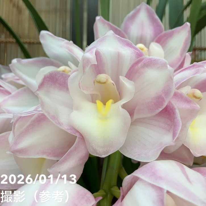 シンビジューム アーチ 7号陶器鉢 4本立 エレガントレディ PVP｜s200