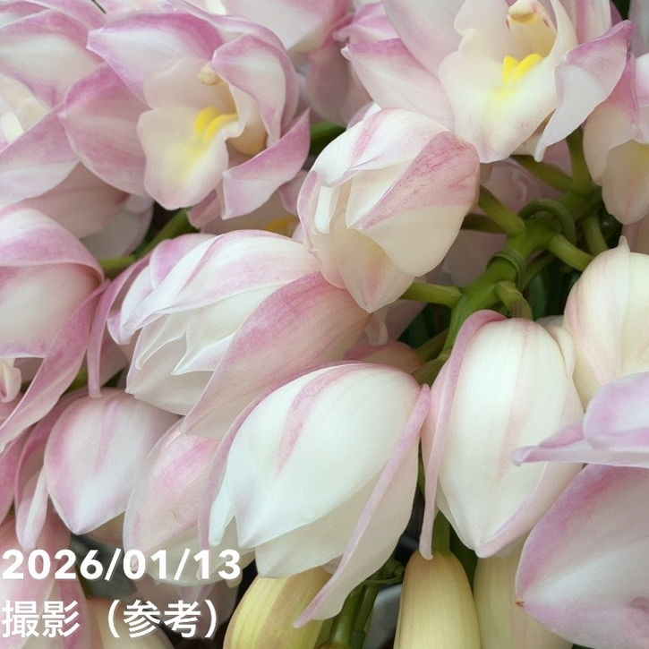 シンビジューム アーチ 7号陶器鉢 4本立 エレガントレディ PVP｜s200