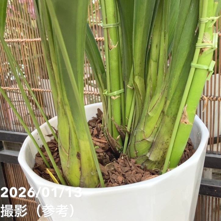 シンビジューム アーチ 7号陶器鉢 4本立 エレガントレディ PVP｜s200