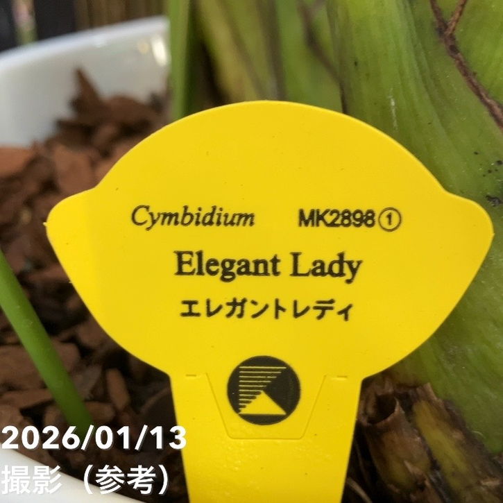 洋蘭　オーダー　シンビジューム　7寸陶器鉢 シンビジューム アーチ 7号陶器鉢 4本立 エレガントレディ PVP｜s200