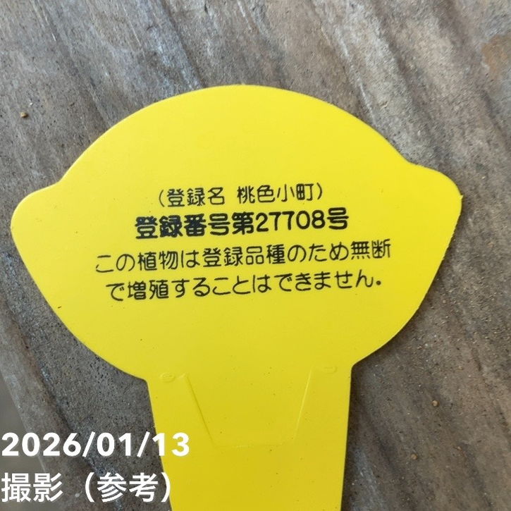 シンビジューム アーチ 7号陶器鉢 4本立 エレガントレディ PVP｜s200