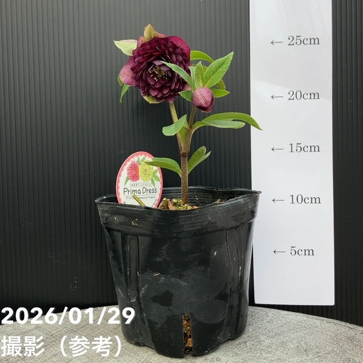 一点物】横山園芸 クリスマスローズ プリマドレス 4.5号（YK20）｜山野