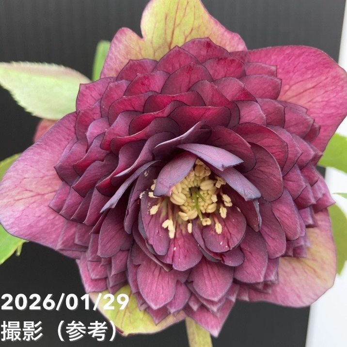 一点物】横山園芸 クリスマスローズ プリマドレス 4.5号（YK20）｜山野