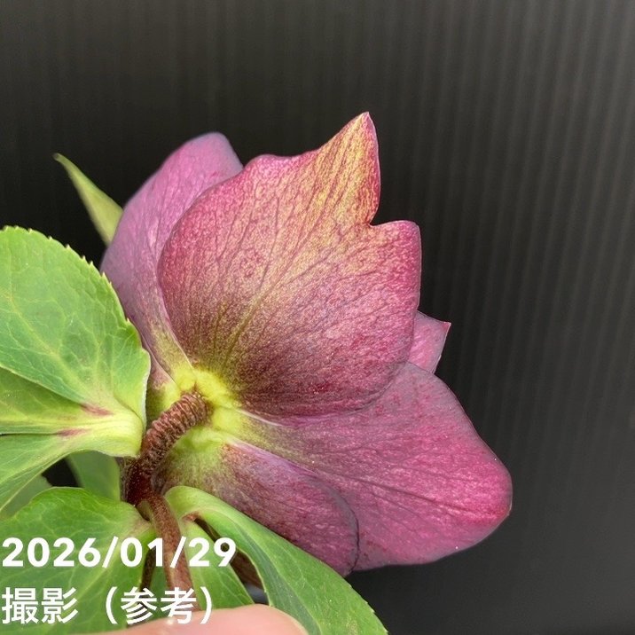 一点物】横山園芸 クリスマスローズ プリマドレス 4.5号（YK20）｜山野
