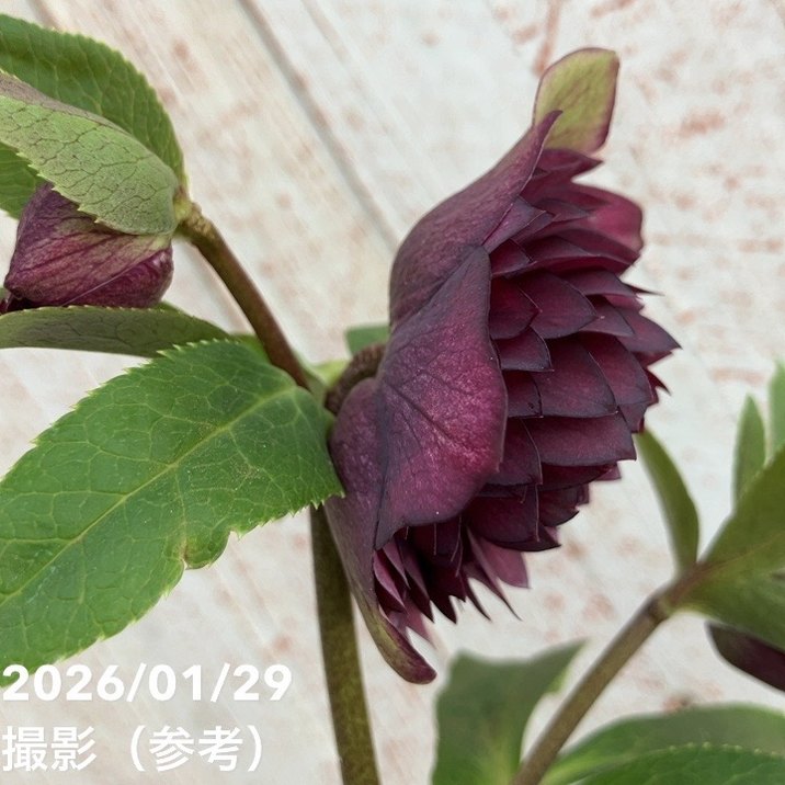 一点物】横山園芸 クリスマスローズ プリマドレス 4.5号（YK20）｜山野