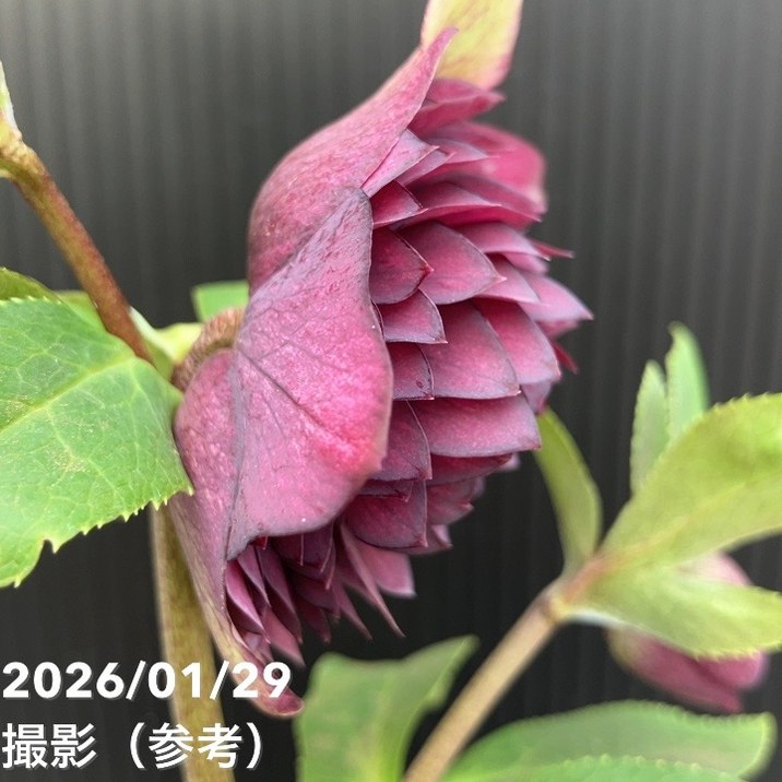 一点物】横山園芸 クリスマスローズ プリマドレス 4.5号（YK20）｜山野