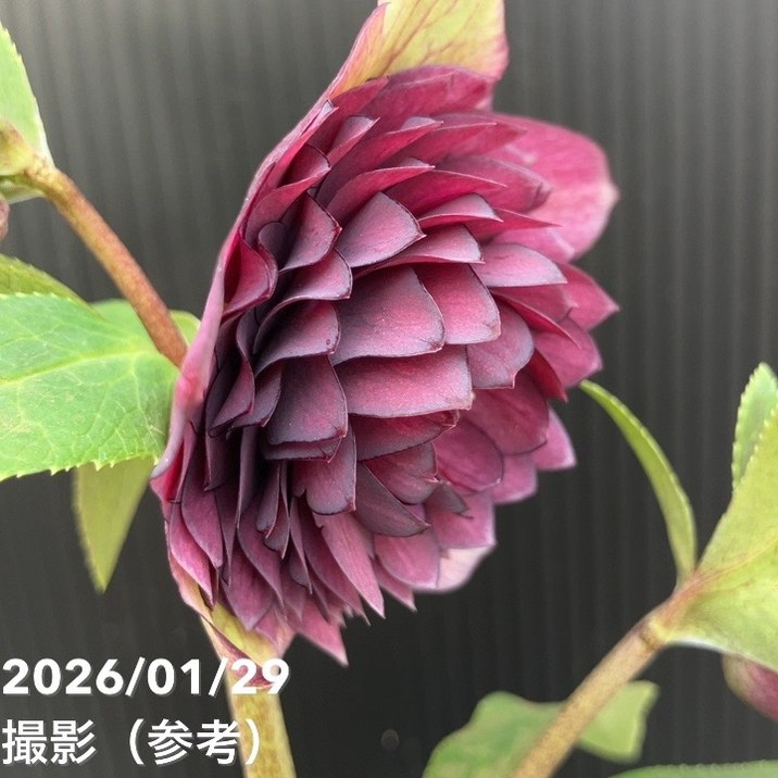 一点物】横山園芸 クリスマスローズ プリマドレス 4.5号（YK20）｜山野