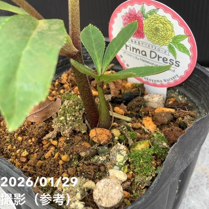 一点物】横山園芸 クリスマスローズ プリマドレス 4.5号（YK20）｜山野