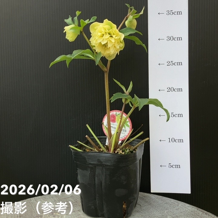 【一点物】横山園芸 クリスマスローズ プリマドレス 4.5号(YK25)|山野04-PA