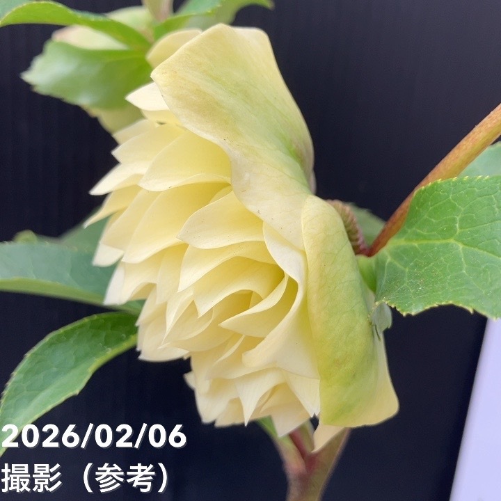 【一点物】横山園芸 クリスマスローズ プリマドレス 4.5号(YK25)|山野04-PA