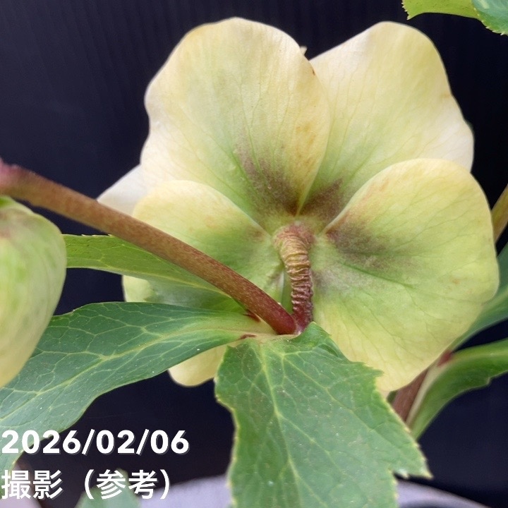 【一点物】横山園芸 クリスマスローズ プリマドレス 4.5号(YK25)|山野04-PA