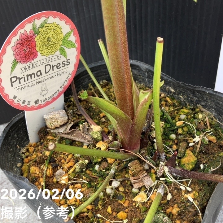 【一点物】横山園芸 クリスマスローズ プリマドレス 4.5号(YK25)|山野04-PA