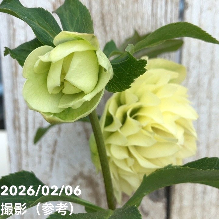 【一点物】横山園芸 クリスマスローズ プリマドレス 4.5号(YK25)|山野04-PA