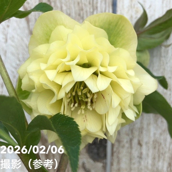 【一点物】横山園芸 クリスマスローズ プリマドレス 4.5号(YK25)|山野04-PA