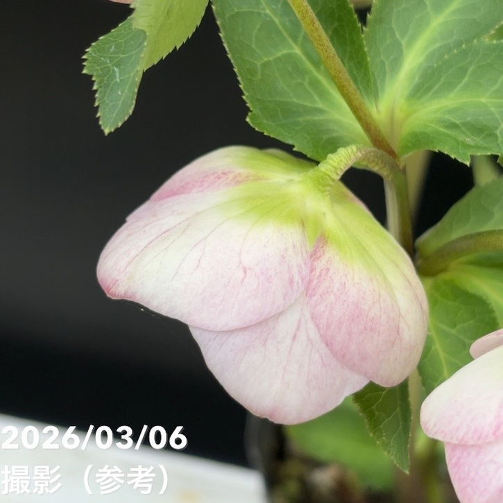 一点物】大和園 クリスマスローズ 4.5号（YA10）｜山野04-PA | 草花