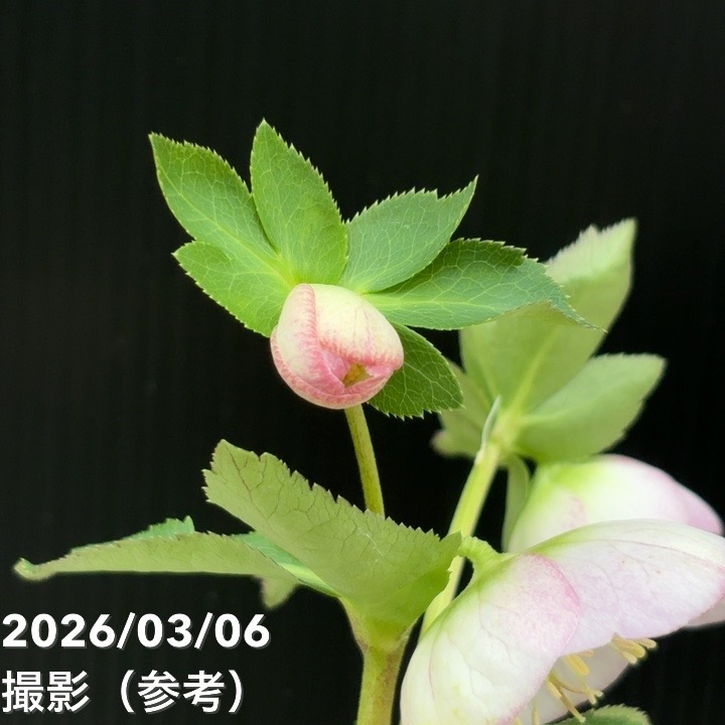 一点物】大和園 クリスマスローズ 4.5号（YA10）｜山野04-PA | 草花