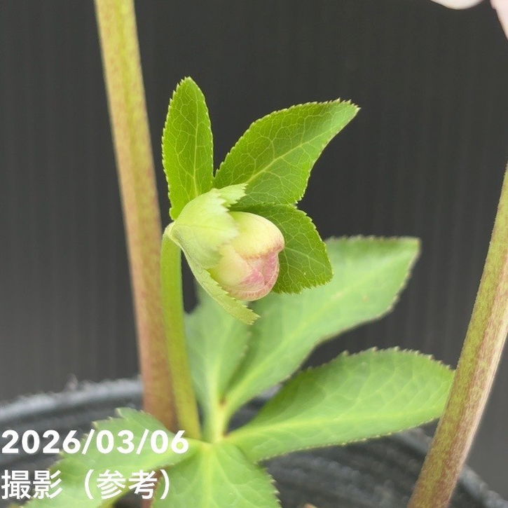 一点物】大和園 クリスマスローズ 4.5号（YA10）｜山野04-PA | 草花