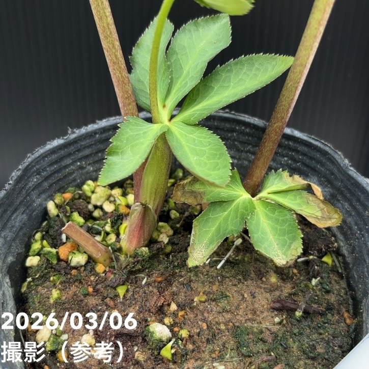 一点物】大和園 クリスマスローズ 4.5号（YA10）｜山野04-PA | 草花