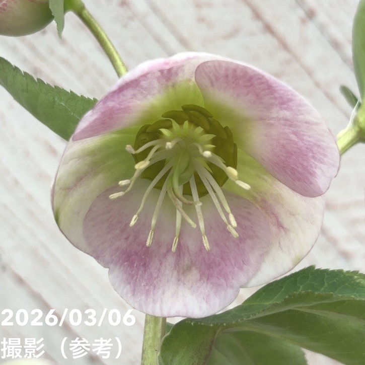 一点物】大和園 クリスマスローズ 4.5号（YA10）｜山野04-PA | 草花