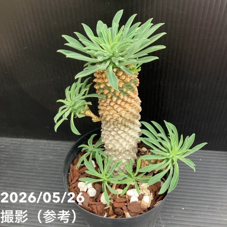 ✳️目玉商品✳️蘇鉄麒麟 ユーフォルビア パイナップルコーン  40本SET‼️ ユーフォルビア パイナップルコーン ソテツキリン（蘇鉄麒麟）3.5号