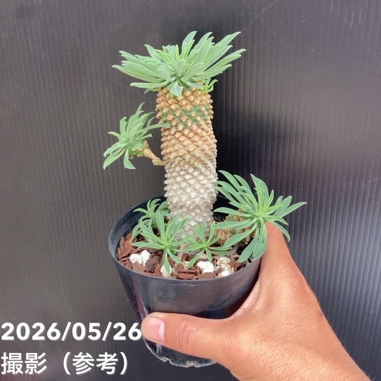 ユーフォルビア パイナップルコーン ソテツキリン（蘇鉄麒麟）3.5号