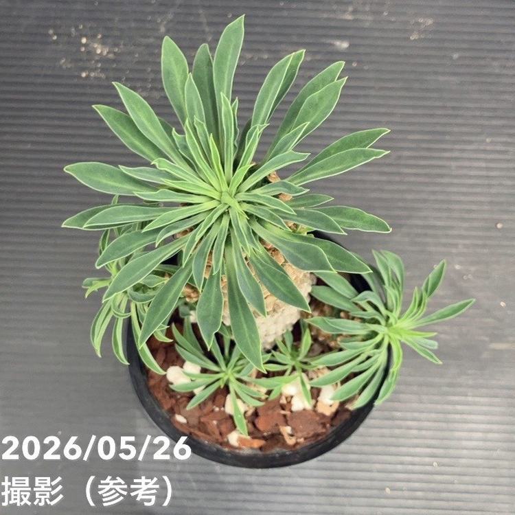 ユーフォルビア パイナップルコーン ソテツキリン（蘇鉄麒麟）3.5号