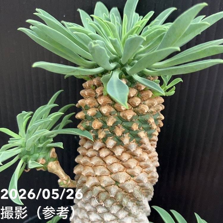 ユーフォルビア パイナップルコーン ソテツキリン（蘇鉄麒麟）3.5号